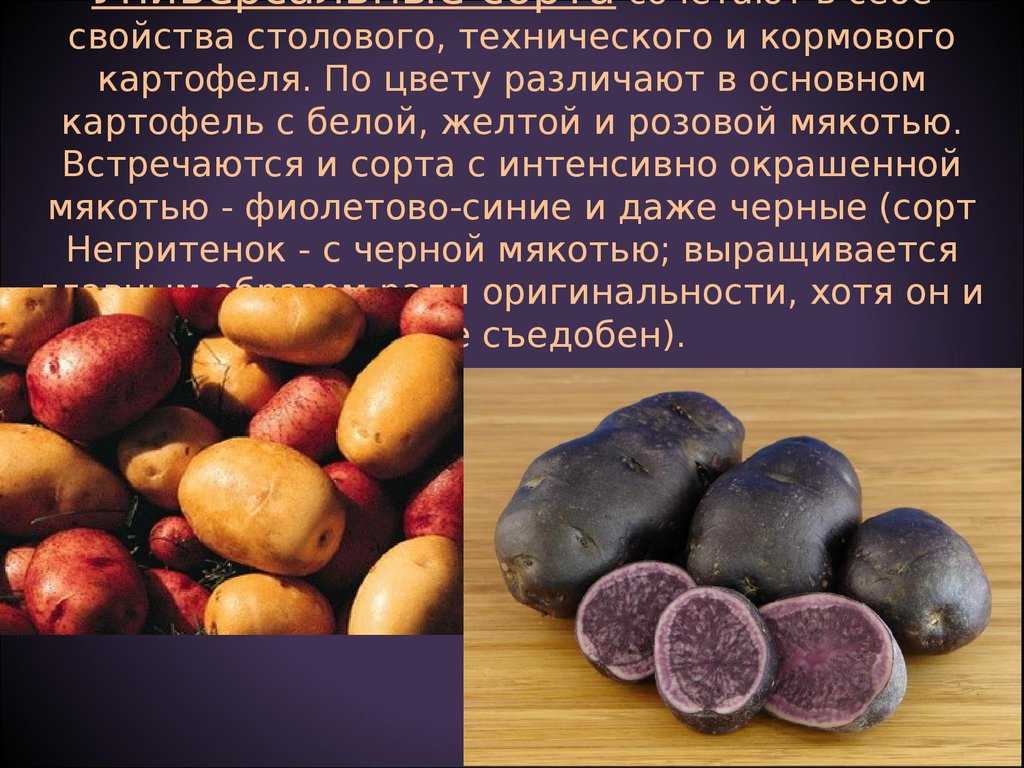 Картофель черный принц: характеристика и описание сорта, фото, отзывы