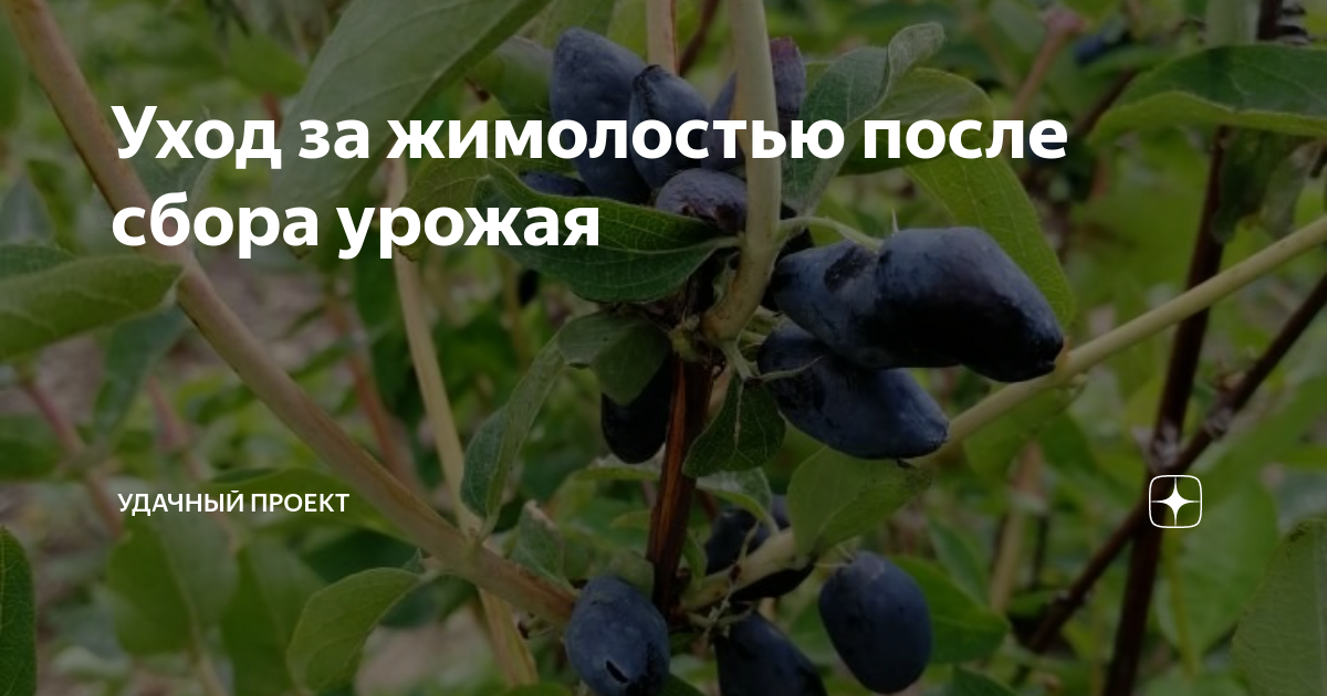 Чем подкормить жимолость осенью: какие удобрения применять