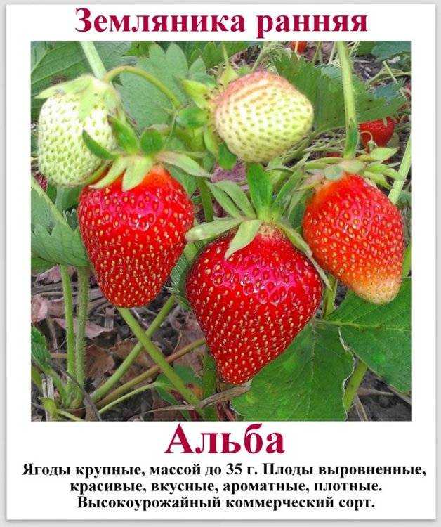 Ягода виктория: польза, описание и в чем разница с клубникой