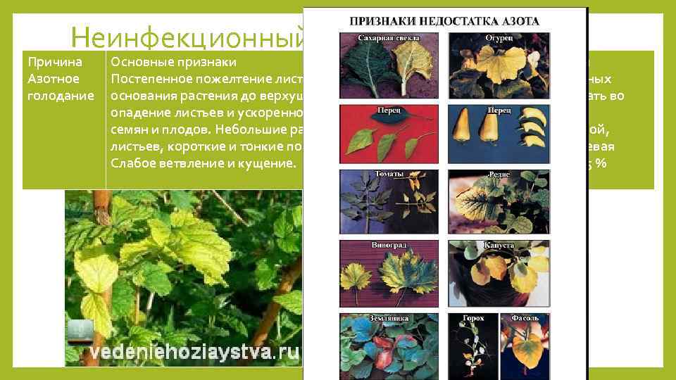 Хлороз листьев растений - причины и лечение. виды хлороза.