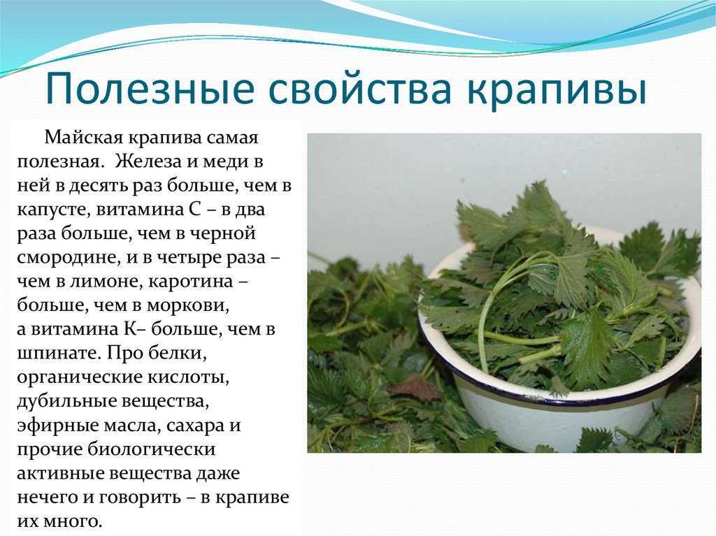 Выращивание лемонграсса дома: посадка, размножение, уход