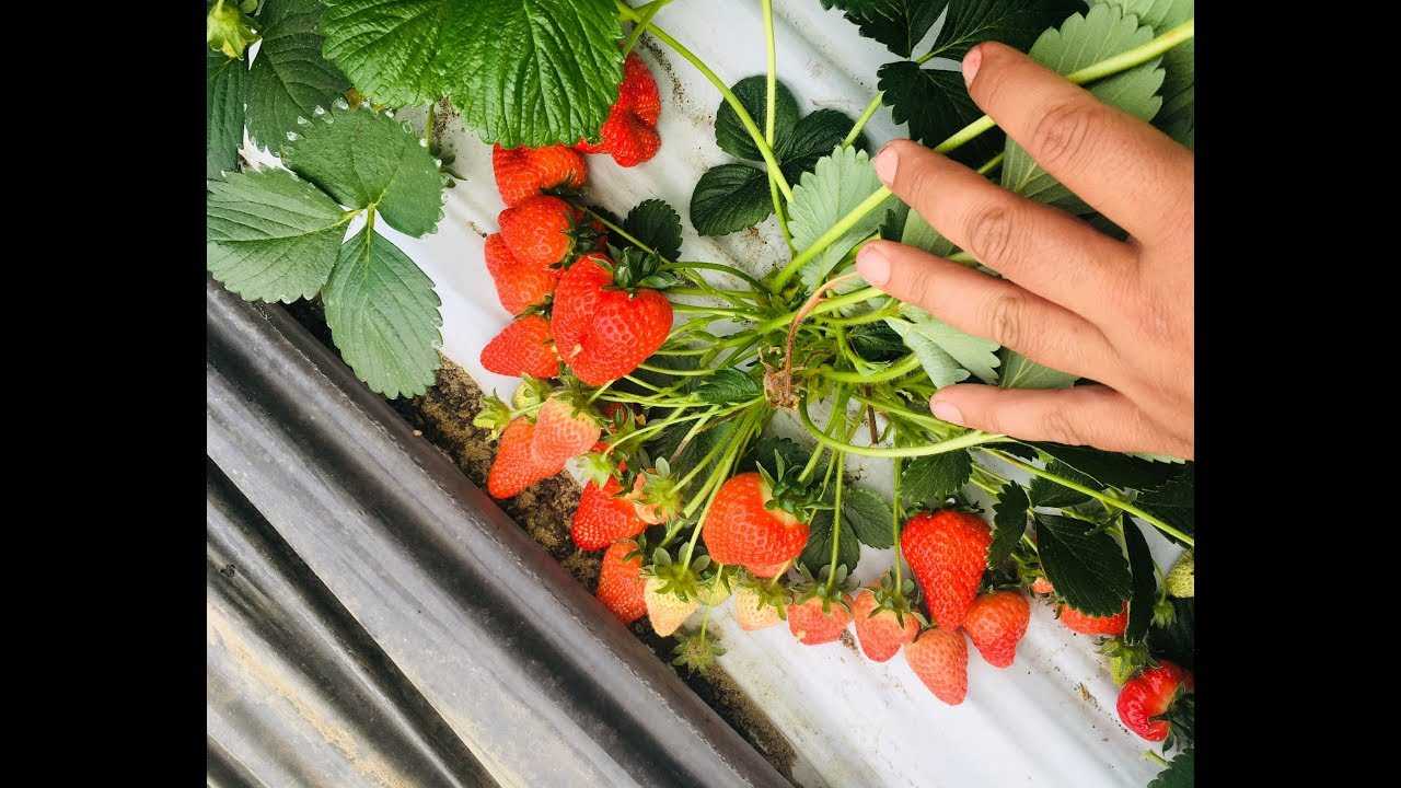 Лучшие сорта клубники на 2023 год: топ-32 самых урожайных и вкусных