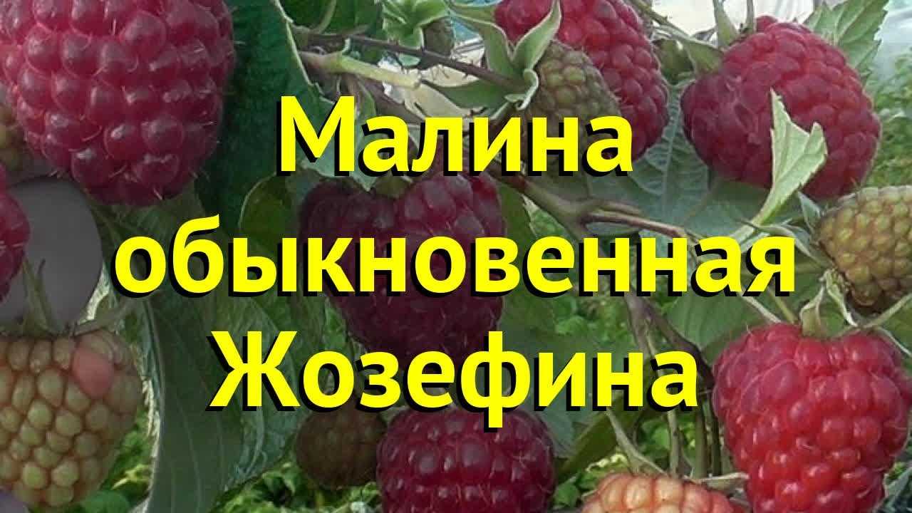 Малина: описание 22 лучших сортов, характеристики и отзывы садоводов | (фото & видео)