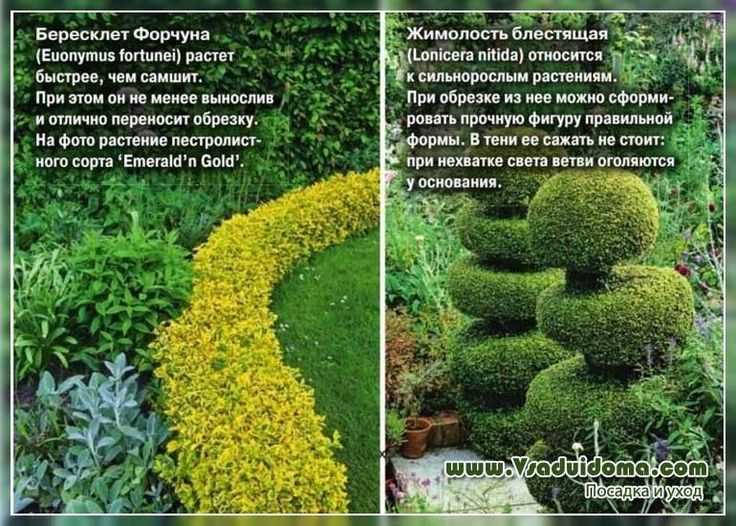Цветок самшит: виды и сорта, посадка и уход в домашних условиях, фото