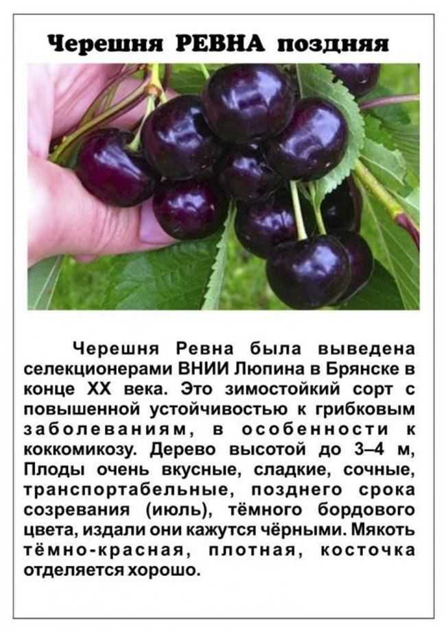 Черешня астахова: описание сорта, фото, характеристики, отзывы