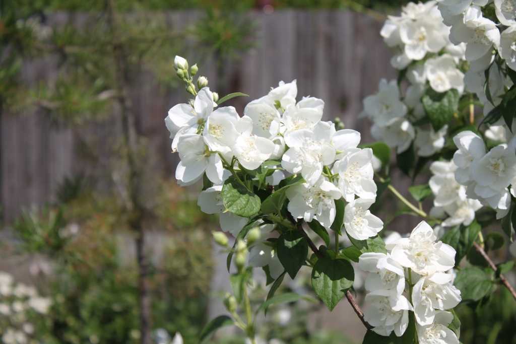 Чубушник виргинал 
 philadelphus virginal