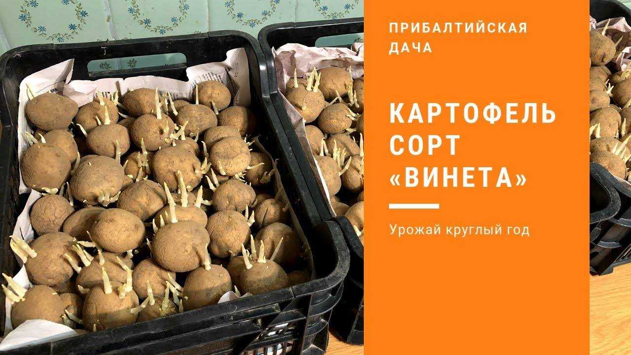 Картофель "венета": описание сорта, фото, отзывы
