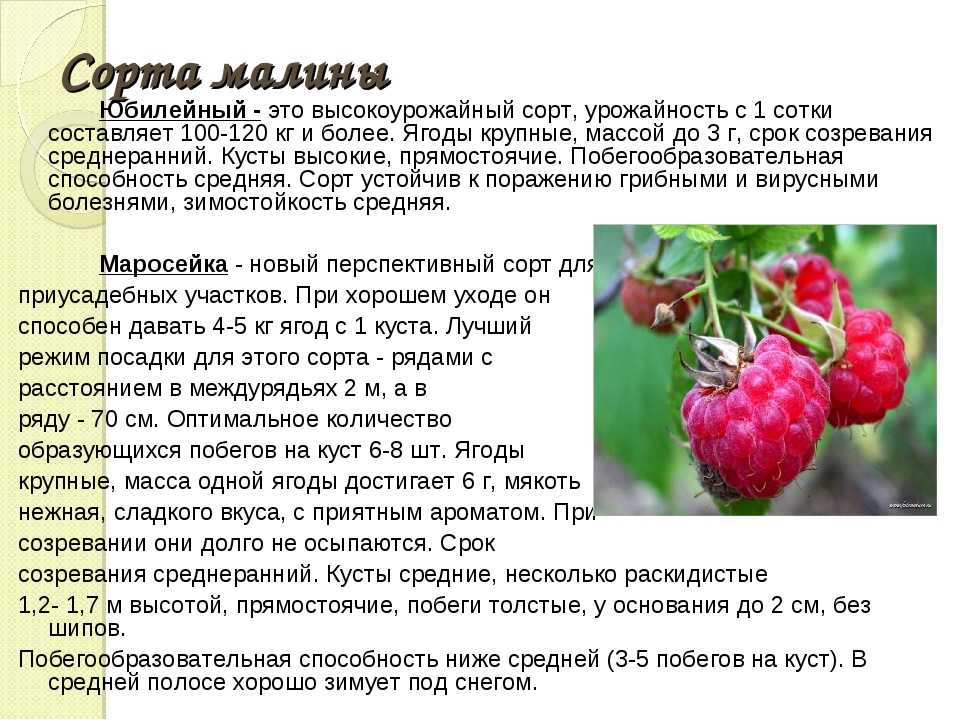 Малиновое дерево сказка