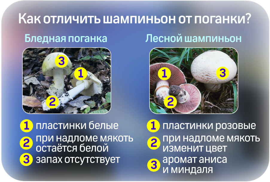Сходство и различие между бледной поганкой и шампиньонами: чем похожи эти грибы По каким признакам отличить, что делать при отравлении