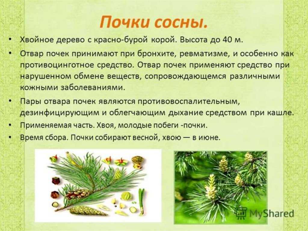 Вредители и болезни сосны: лечение и профилактика