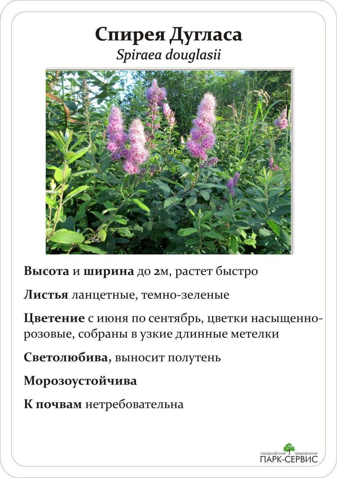 Иволистная, биллард и спирея дугласа: посадка и уход, описание разновидностей