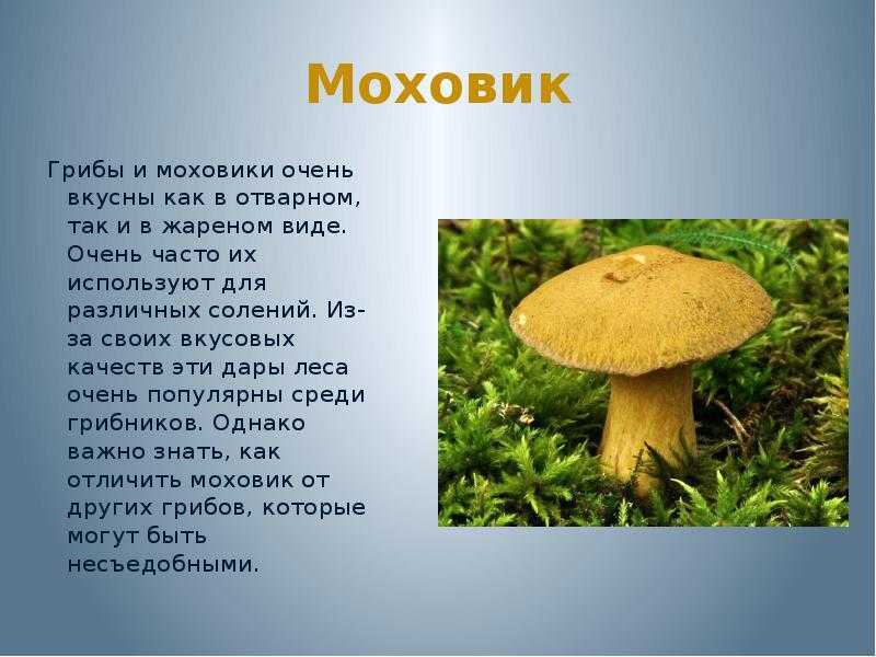 Моховик - 72 фото основных видов съедобного трубчатого гриба