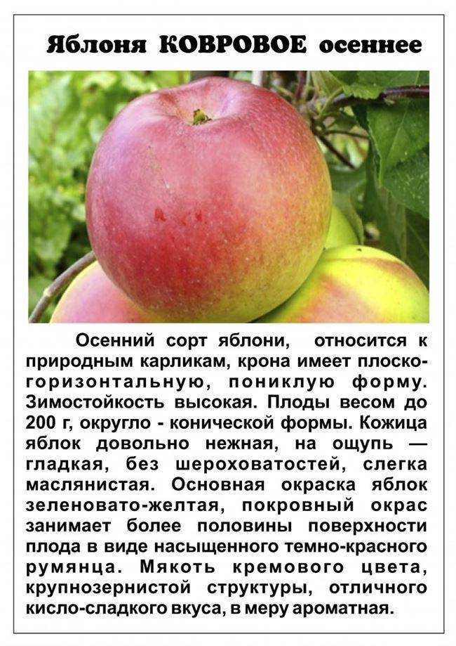 Описание яблони краса свердловска