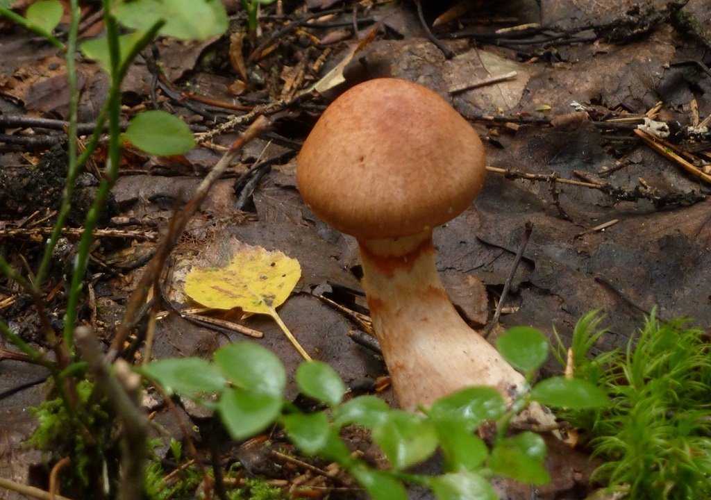 Паутинник превосходный (cortinarius praestans): как выглядит, где и как растет, съедобный или нет