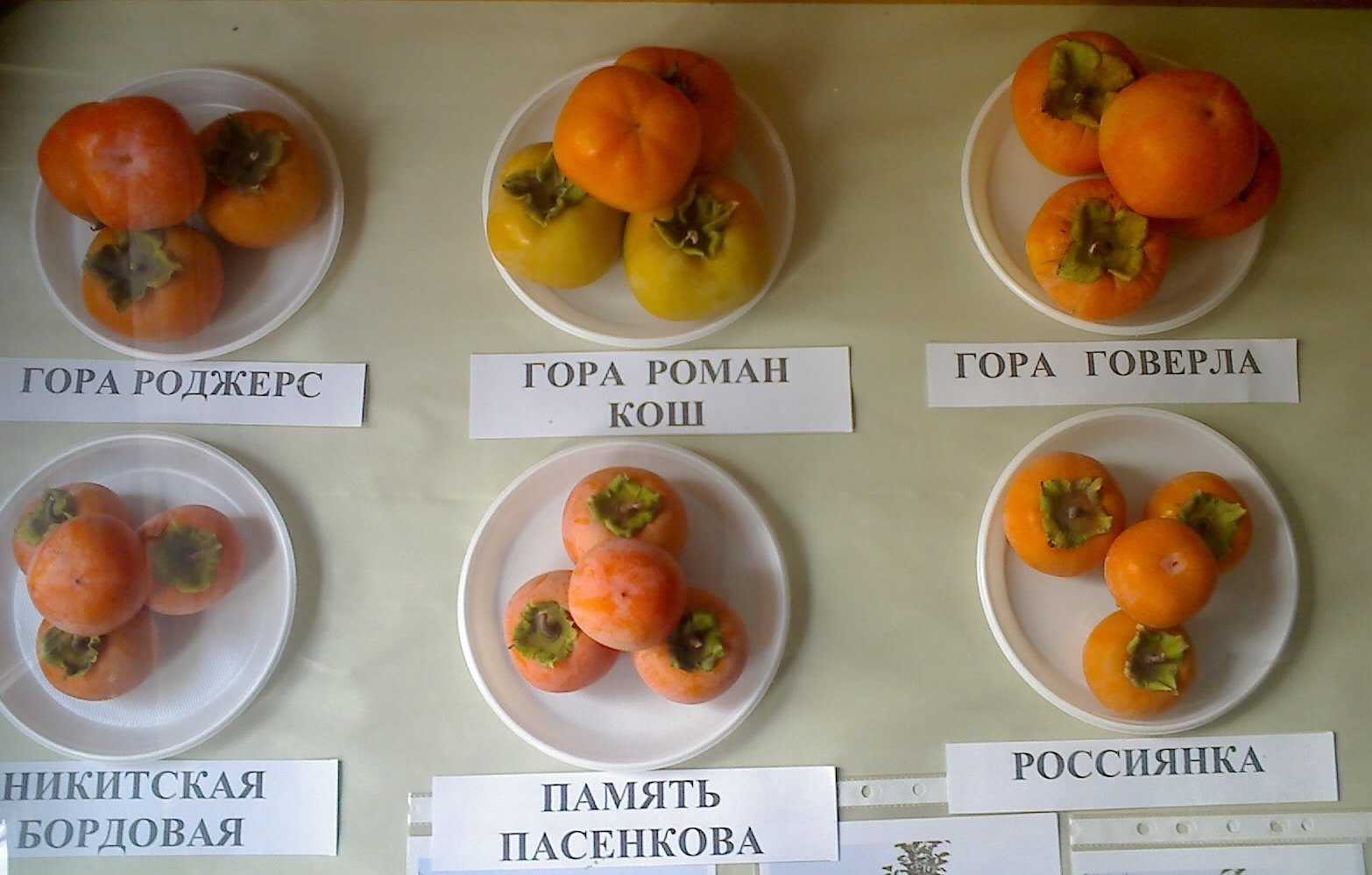 Хурма разноцветная описание и особенности