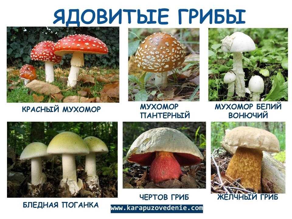 Чем отличаются съедобные говорушки от ложных грибов