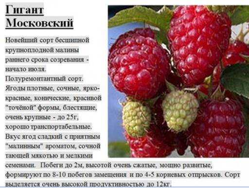 35 лучших сладких сортов клубники 2023 с фото и описанием
