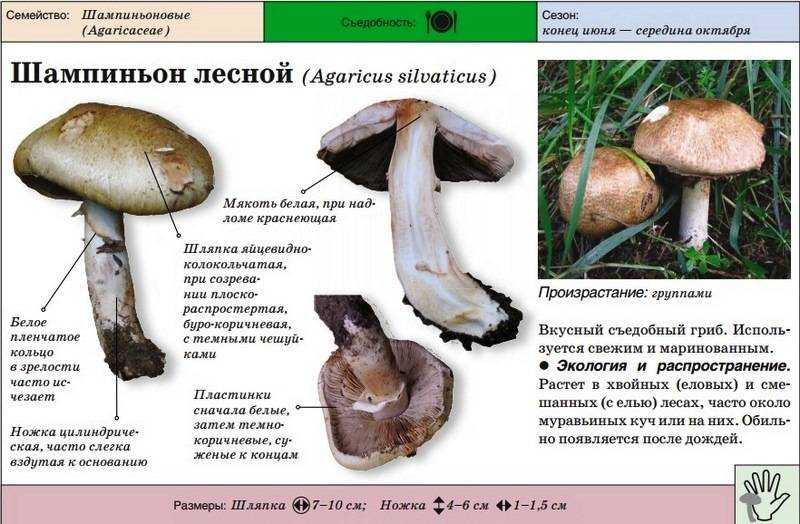 Осенние грибы — когда и какие пойдут, как отличить от опасных двойников