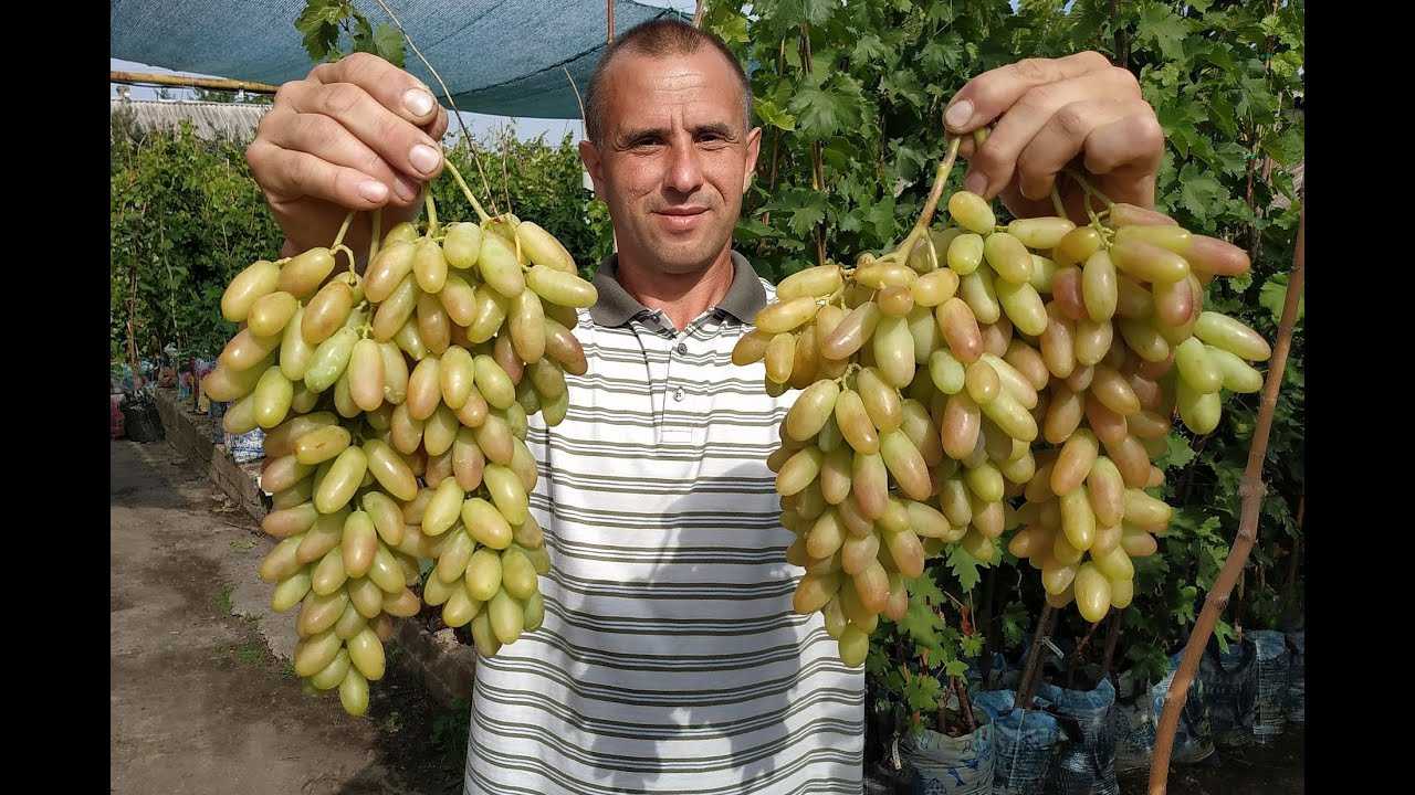 Описание и характеристики сорта винограда «дамские пальчики»