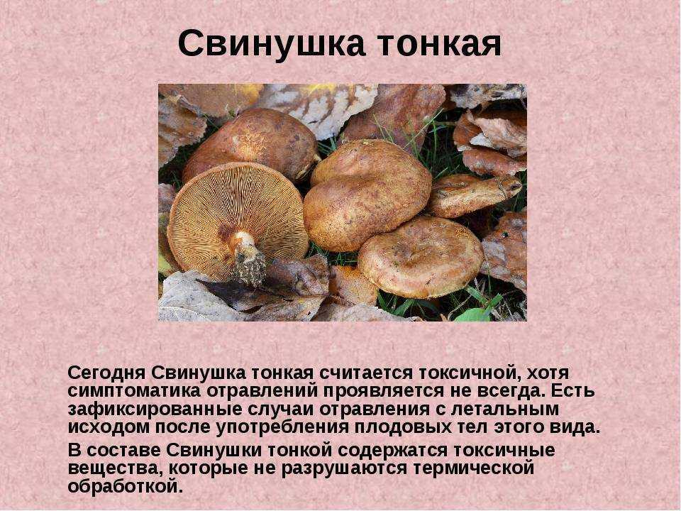 Грибы свинушки: съедобные или ядовитые, польза и вред, описание, как выглядят свинухи, когда собирают, как закрывать
