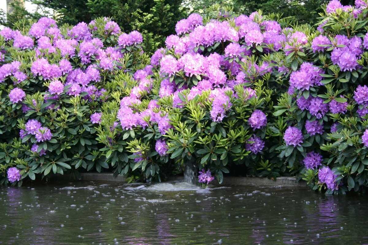 Рододендрон: описание, посадка, уход | (80 фото)