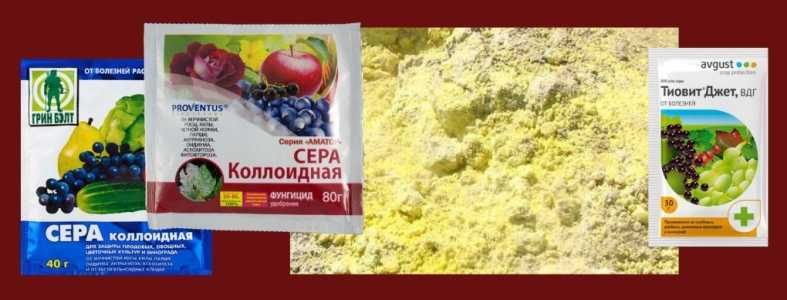 Фунгицид "коллоидная сера": инструкция по применению для растений, описание, отзывы, когда обрабатывать