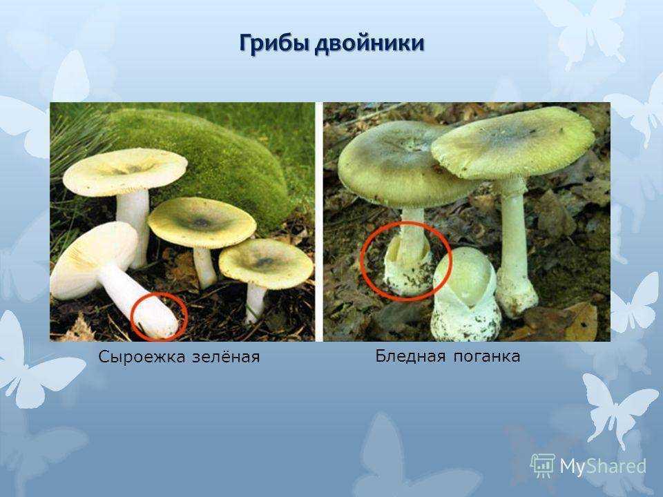 Сыроежка пищевая: описание и места распространения, фото