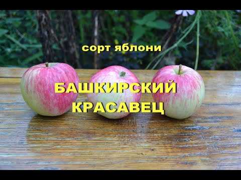 Яблоня башкирская красавица: описание сорта, фото, отзывы