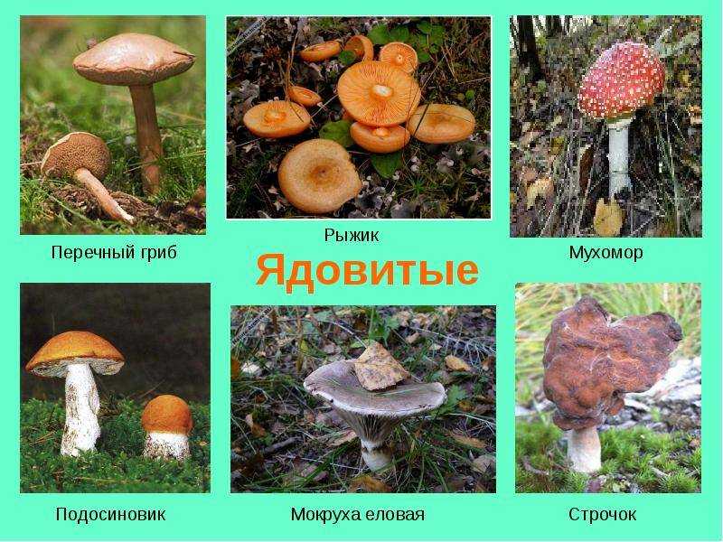 Млечники (грибы). описание, фото и виды