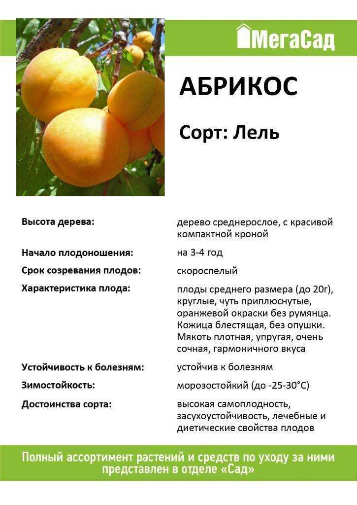 Абрикос Лель – ранний сорт, устойчивый к неблагоприятным погодным условиям и болезням Кисло-сладкие плоды идеально подходят для употребления в свежем виде и приготовления джема