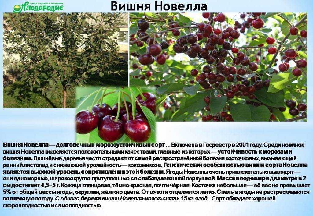 Особенности сорта вишни фея