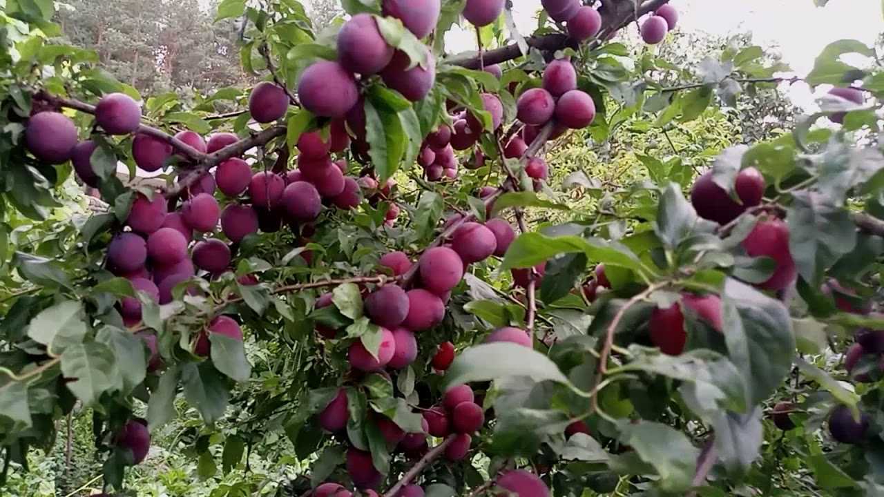 Описание универсального раннего сорта алычи клеопатра