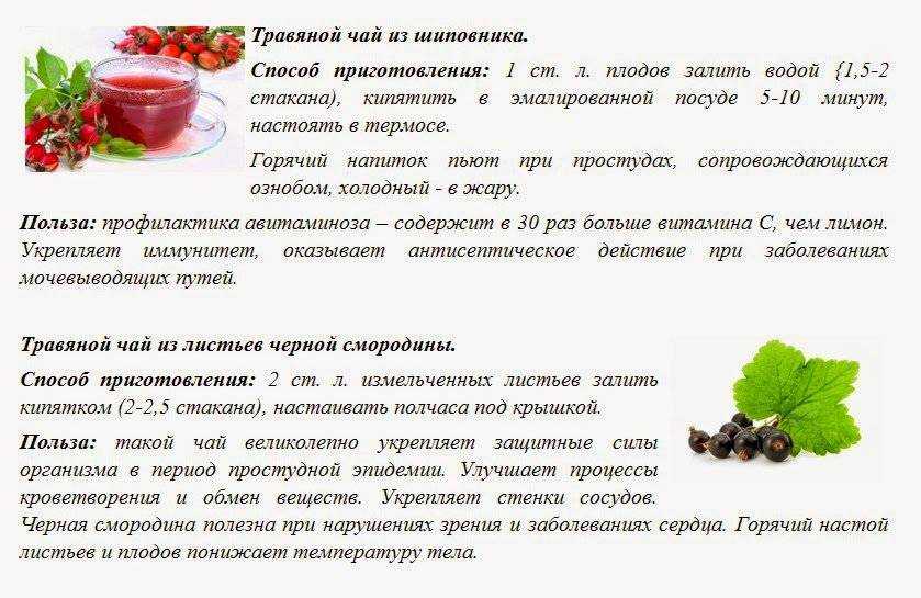 Рододендрон кавказский: лечебные свойства и противопоказания, а также фото