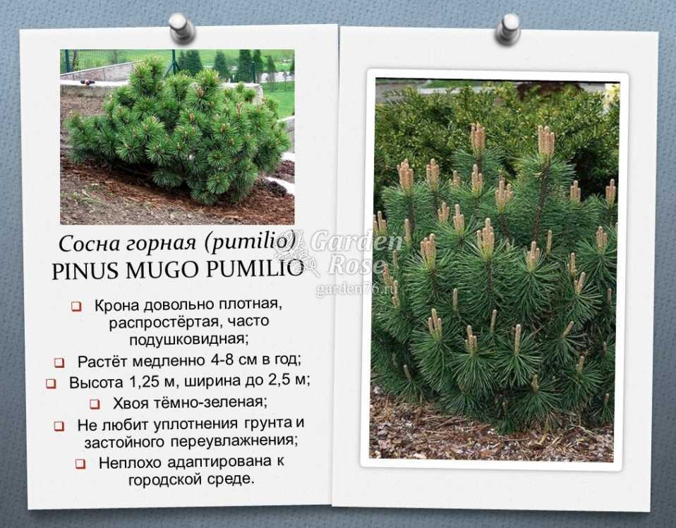 Сосна — виды и сорта. выращивание