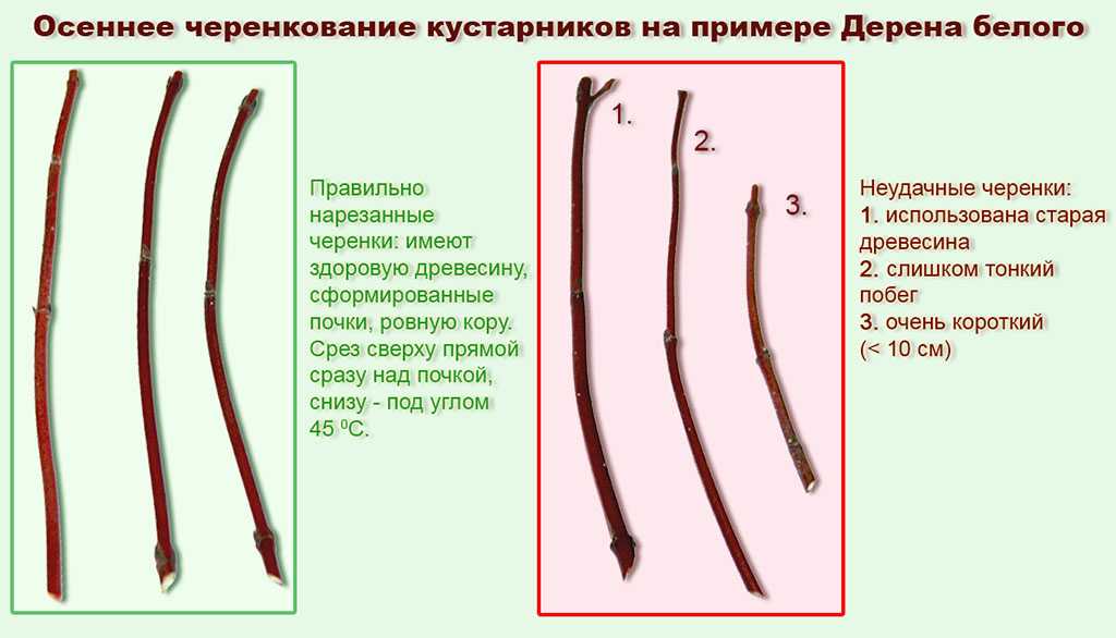 Дерен размножение черенками в воде