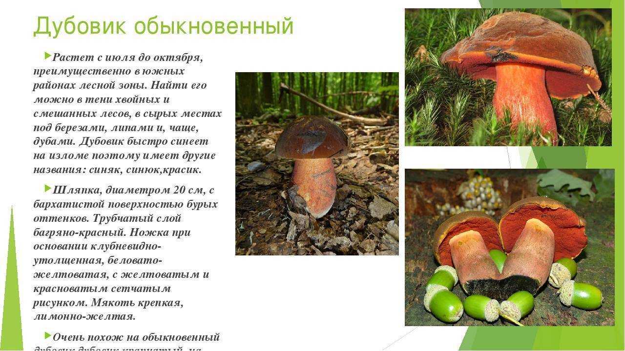 Гриб дубовик съедобный или нет. поддубник (boletus lur />фото и описание гриба поддубника