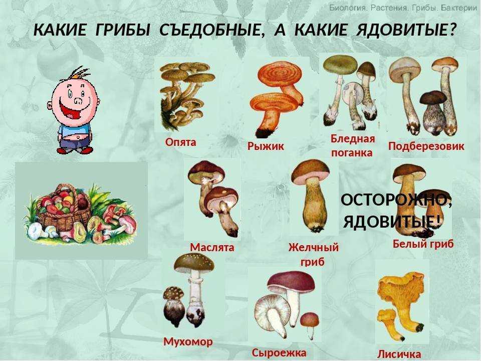 Грибы похожие на лисички (ложные): +21 фото, описание и как отличить? — викигриб